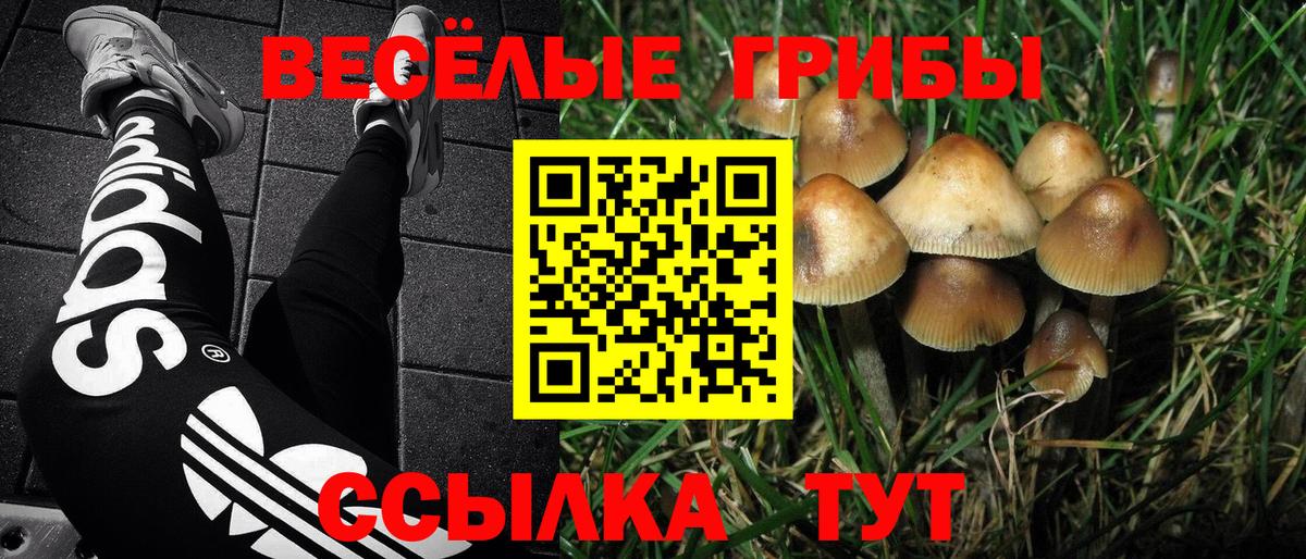 Псилоцибиновые грибы Cubensis Грозный